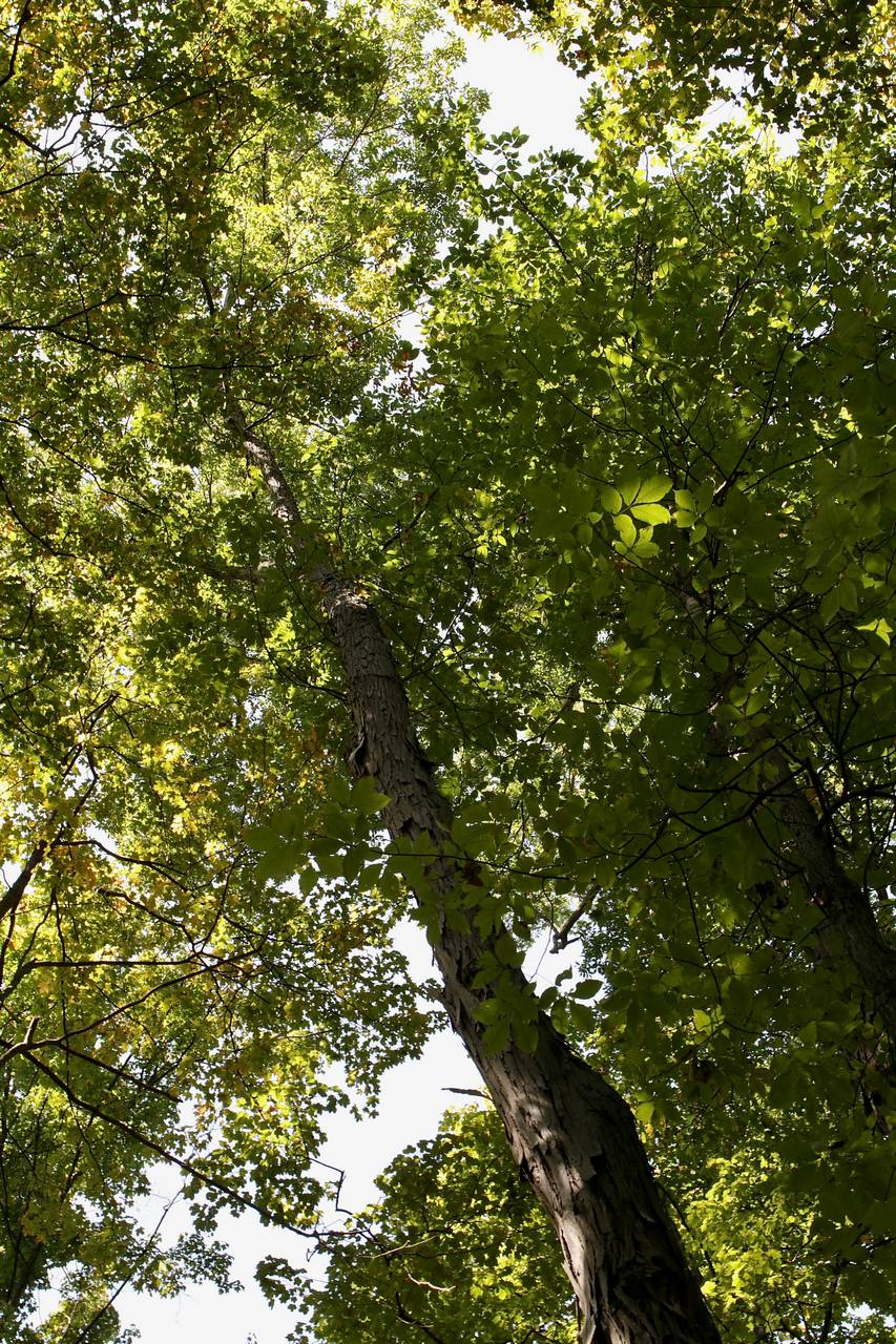 Photo of Laney's Hickory